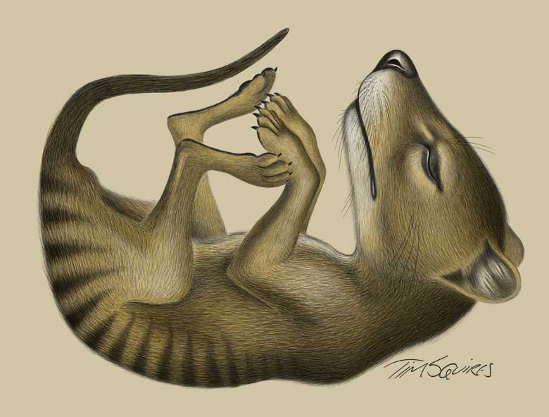 Thylacine pup completed digital drawing by Tim Squires.