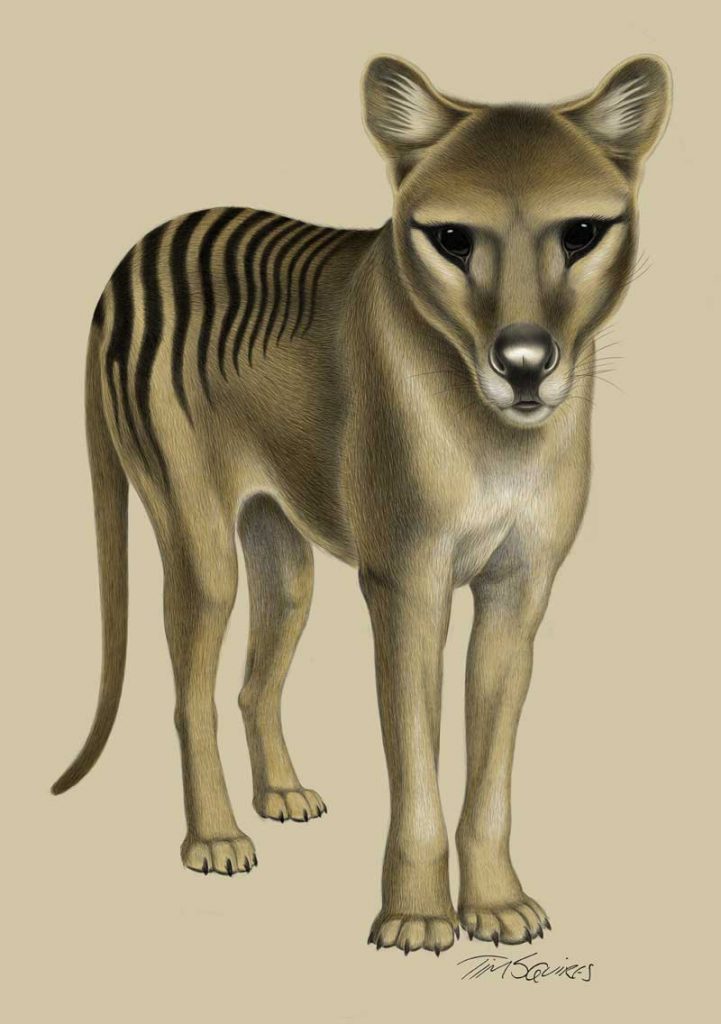Thylacine by Tim Squires. Digital drawing.